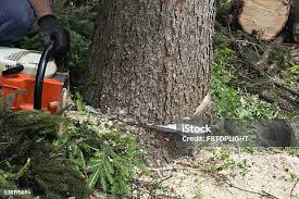 Seasonal Cleanup (Spring/Fall) in American Fork, UT