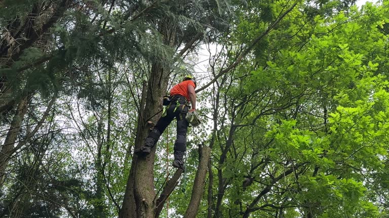 How Our Tree Care Process Works  in  American Fork, UT